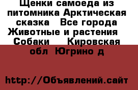 Щенки самоеда из питомника Арктическая сказка - Все города Животные и растения » Собаки   . Кировская обл.,Югрино д.